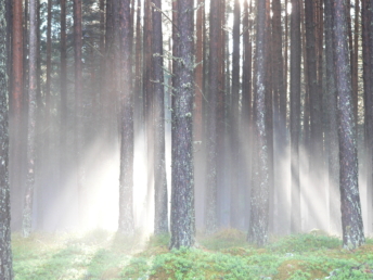 skog og morgensol i dis