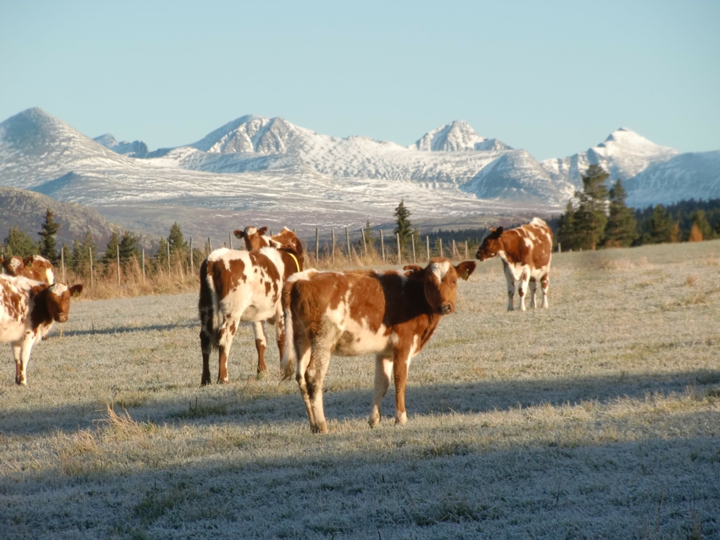 Kuer på fjellet med Rondane i bakgrunnen