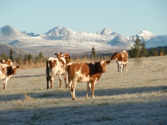 Kuer på fjellet med Rondane i bakgrunnen