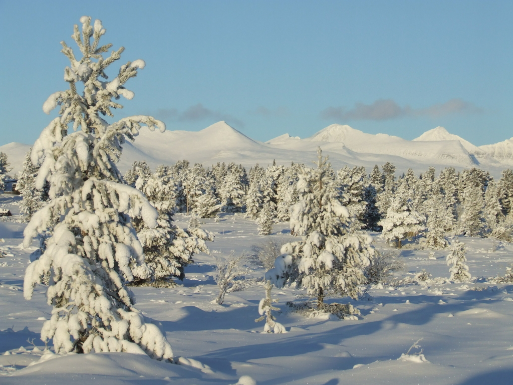 Trær med snø og Rondane i bakgrunn